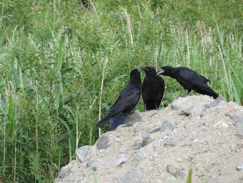 Carrion Crow 引地川親水公園 Sat, 6/12/2021