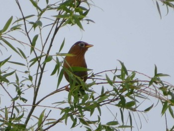 Chinese Hwamei 引地川親水公園 Sat, 6/12/2021