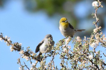 Verdin mexico Fri, 6/11/2021