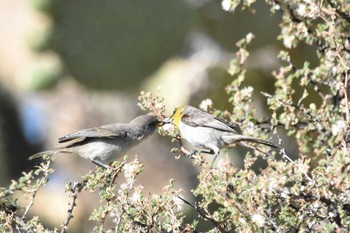 Verdin mexico Fri, 6/11/2021