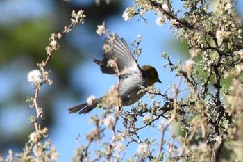 Verdin mexico Fri, 6/11/2021