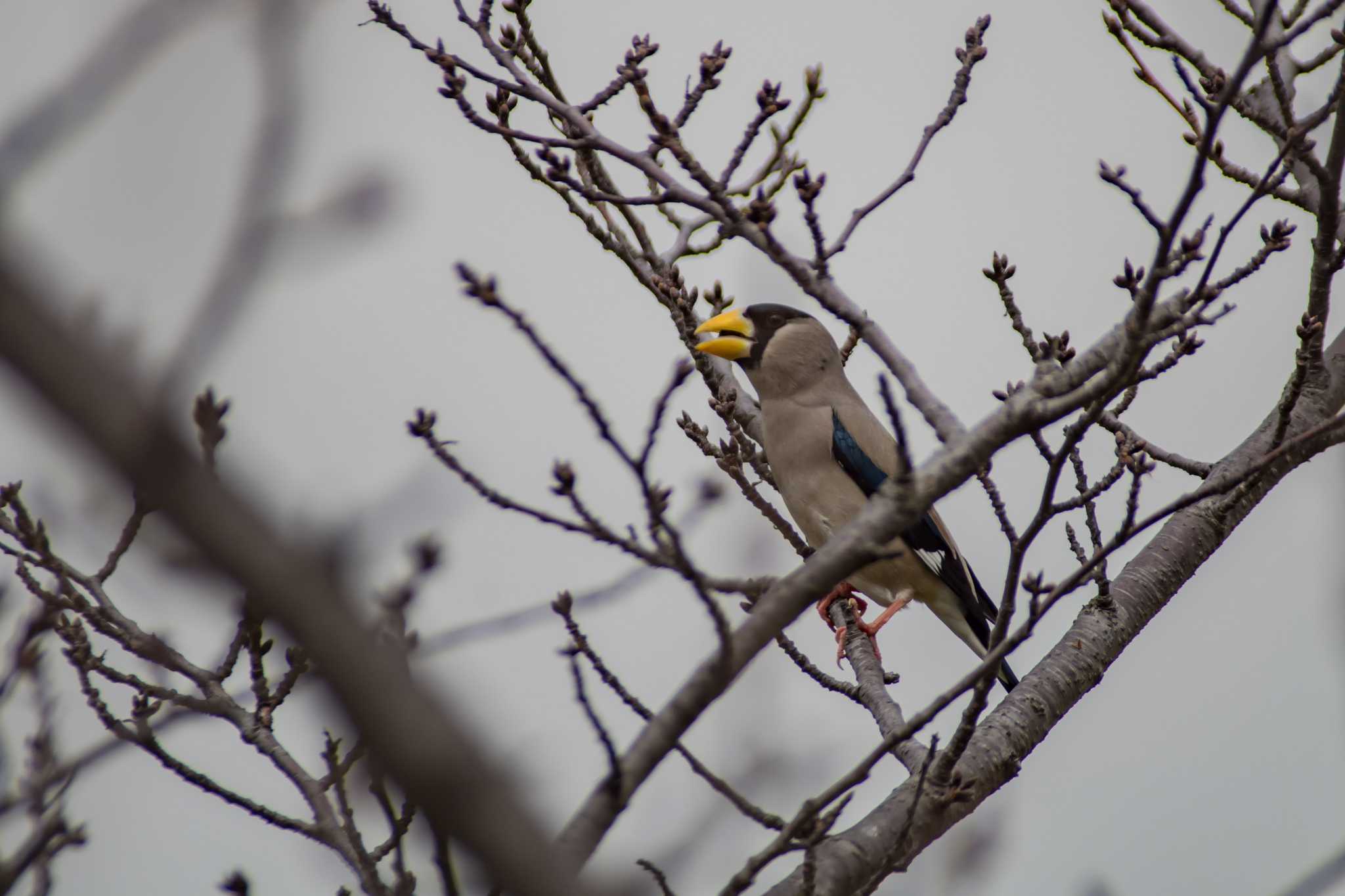 Photo of Japanese Grosbeak at 城山古墳