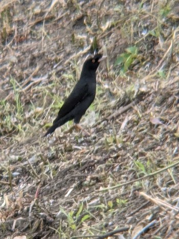 ハッカチョウ 平戸永谷川(横浜市) 2021年6月12日(土)