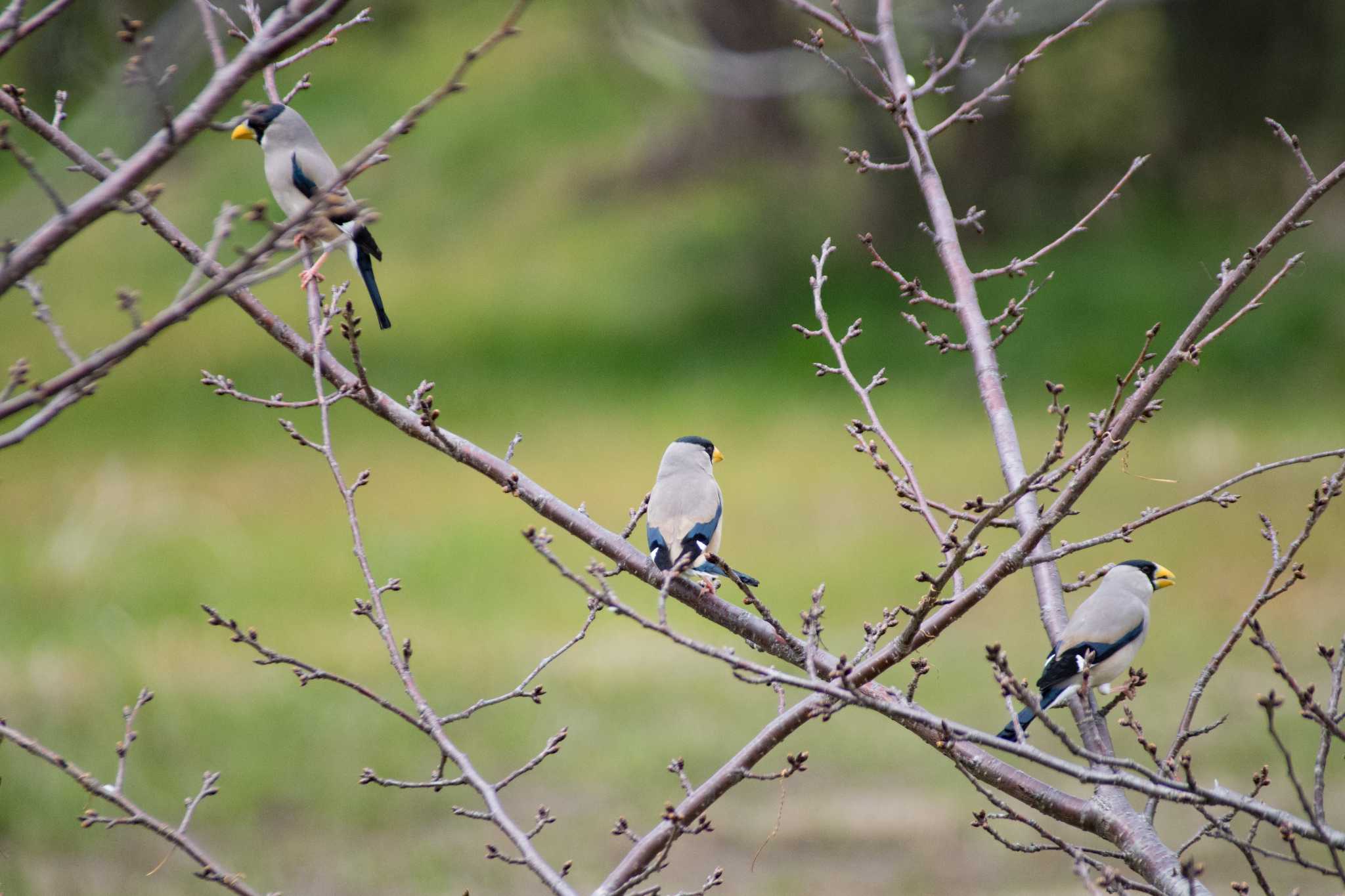 Photo of Japanese Grosbeak at 城山古墳 by tatsuya