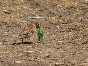 Sat, 6/12/2021 Birding report at 加木屋緑地