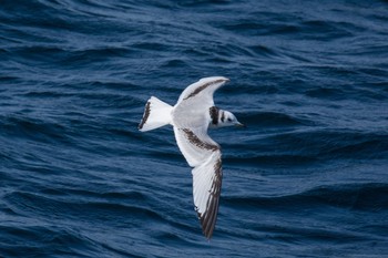 Black-legged Kittiwake 城ヶ島 Sat, 3/11/2017