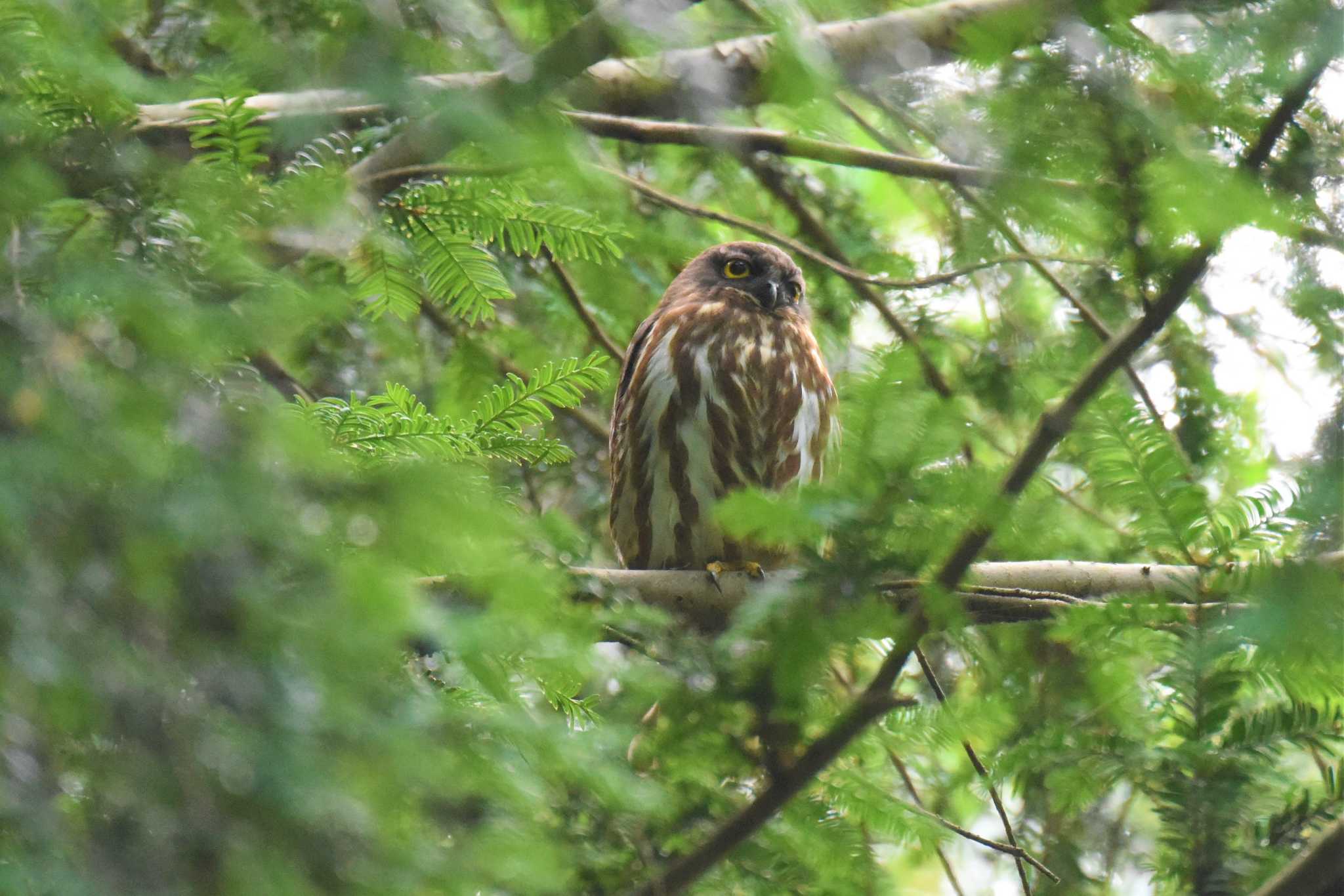 多摩森林科学園 アオバズクの写真 by もちもちもっち～@ニッポン城めぐり中