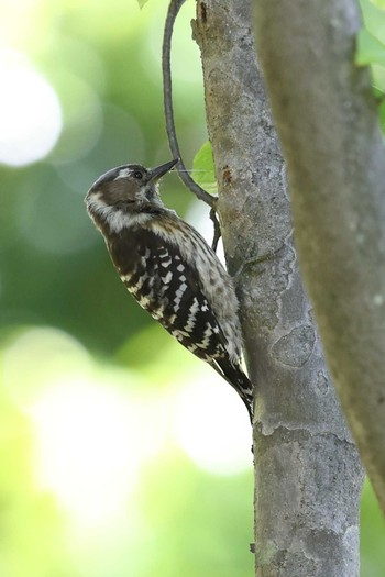 Japanese Pygmy Woodpecker 岡本梅林公園 Thu, 5/13/2021