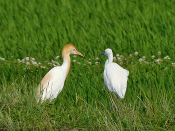 アマサギ 大久保農耕地 2021年6月12日(土)