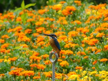 Common Kingfisher さぎ山記念公園 Sat, 6/12/2021