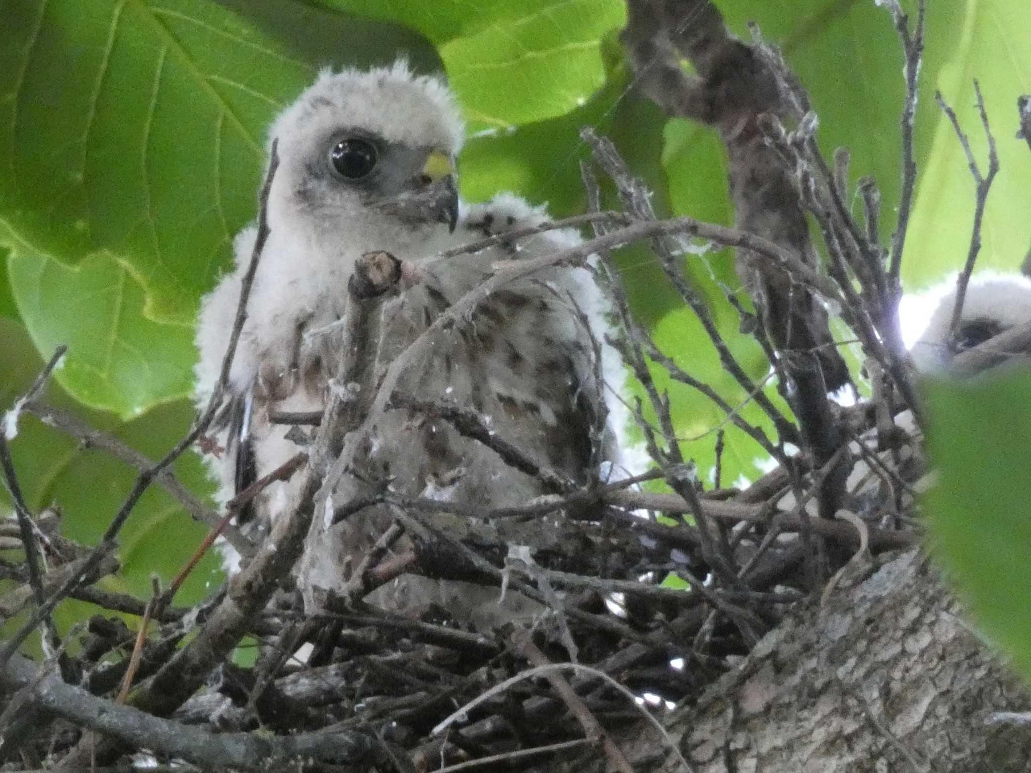 リュウキュウツミのヒナ　大人の羽が生えてきた by あおこん