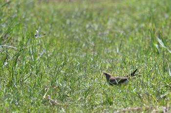 Sun, 4/11/2021 Birding report at 秋名の水田