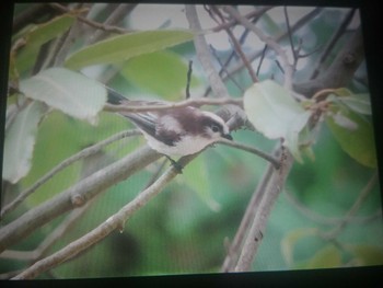 Sat, 6/12/2021 Birding report at 春日山原始林