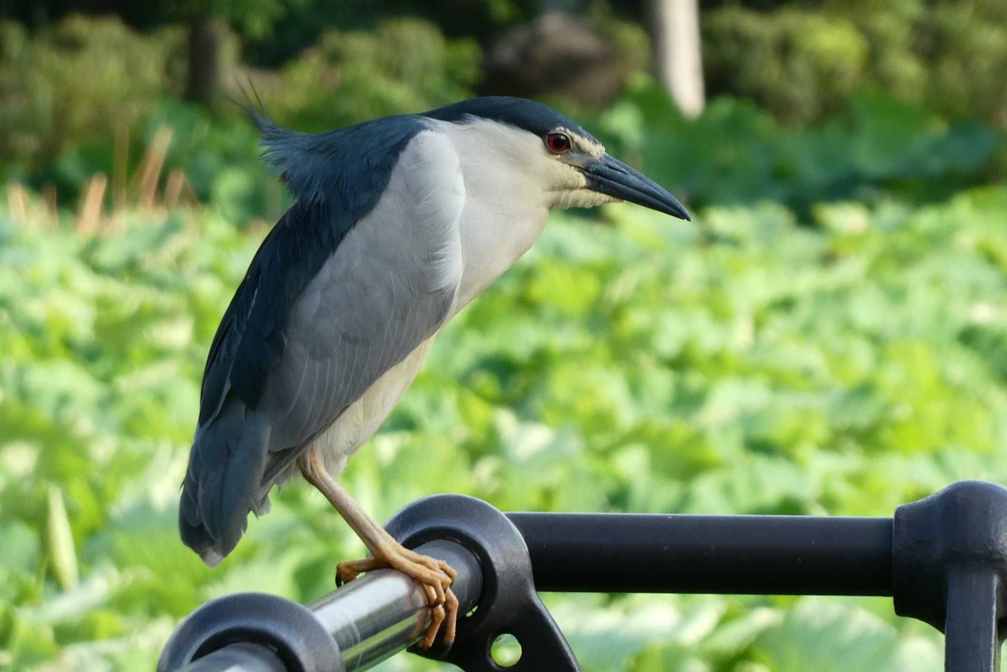 不忍池(上野恩賜公園) ゴイサギの写真 by TaK