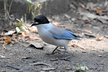 Azure-winged Magpie 埼玉県廣瀬神社 Sat, 6/12/2021