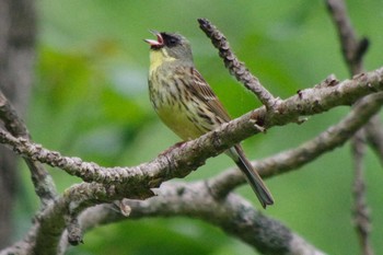 アオジ 西岡公園(西岡水源地) 2021年6月12日(土)