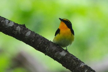 キビタキ 西岡公園(西岡水源地) 2021年6月12日(土)