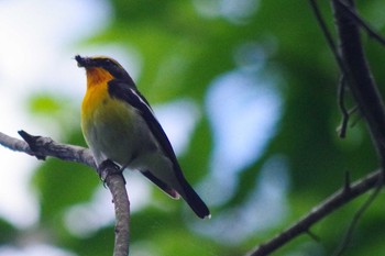 キビタキ 西岡公園(西岡水源地) 2021年6月12日(土)