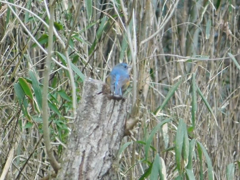 Photo of Red-flanked Bluetail at 