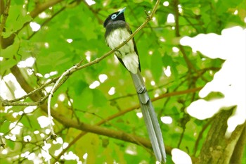 2021年6月12日(土) 早戸川林道の野鳥観察記録