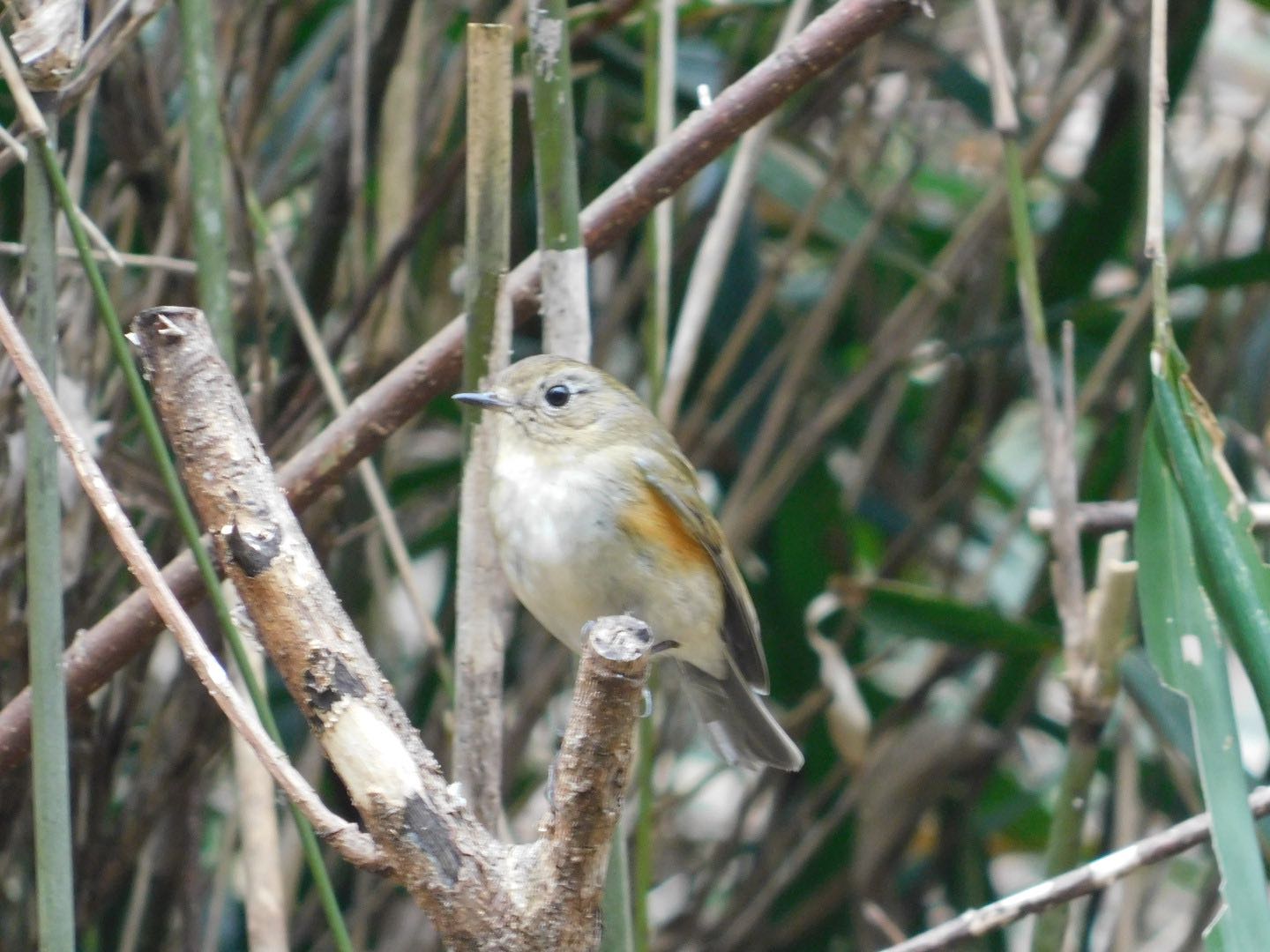 Photo of Red-flanked Bluetail at 
