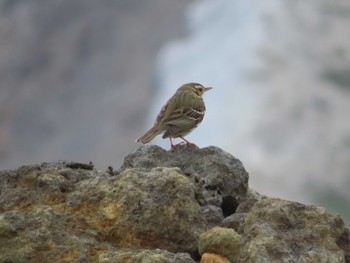 Sat, 6/12/2021 Birding report at 宮城蔵王