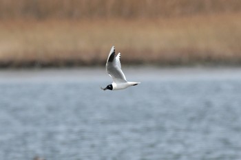 Saunders's Gull Fujimae Tidal Flat Sat, 3/18/2017