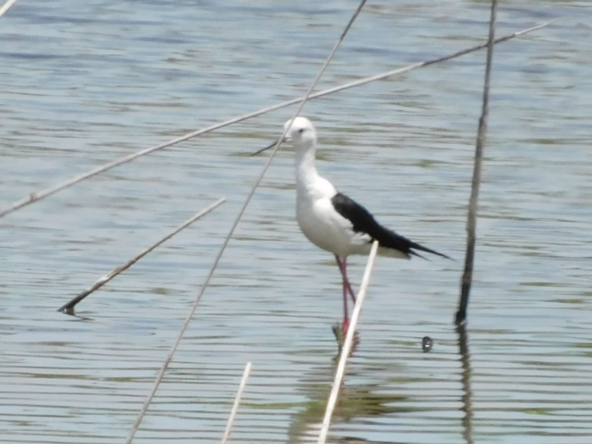 東京港野鳥公園 セイタカシギの写真 by ucello