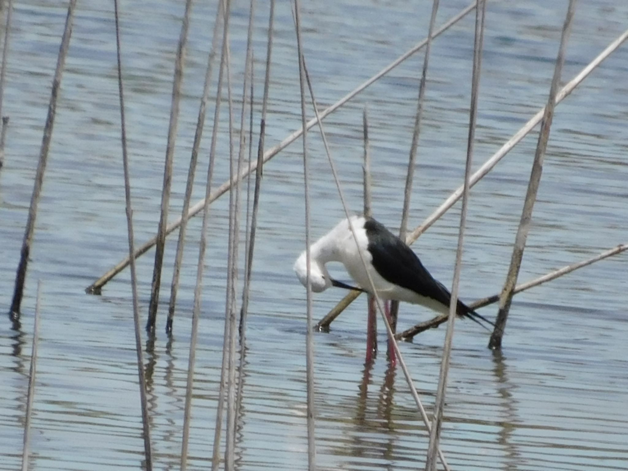 東京港野鳥公園 セイタカシギの写真 by ucello