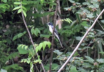 サンショウクイ 茨城県 2021年5月23日(日)