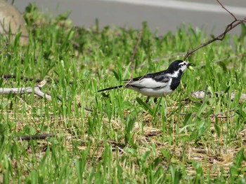 2021年6月6日(日) 定山渓の野鳥観察記録