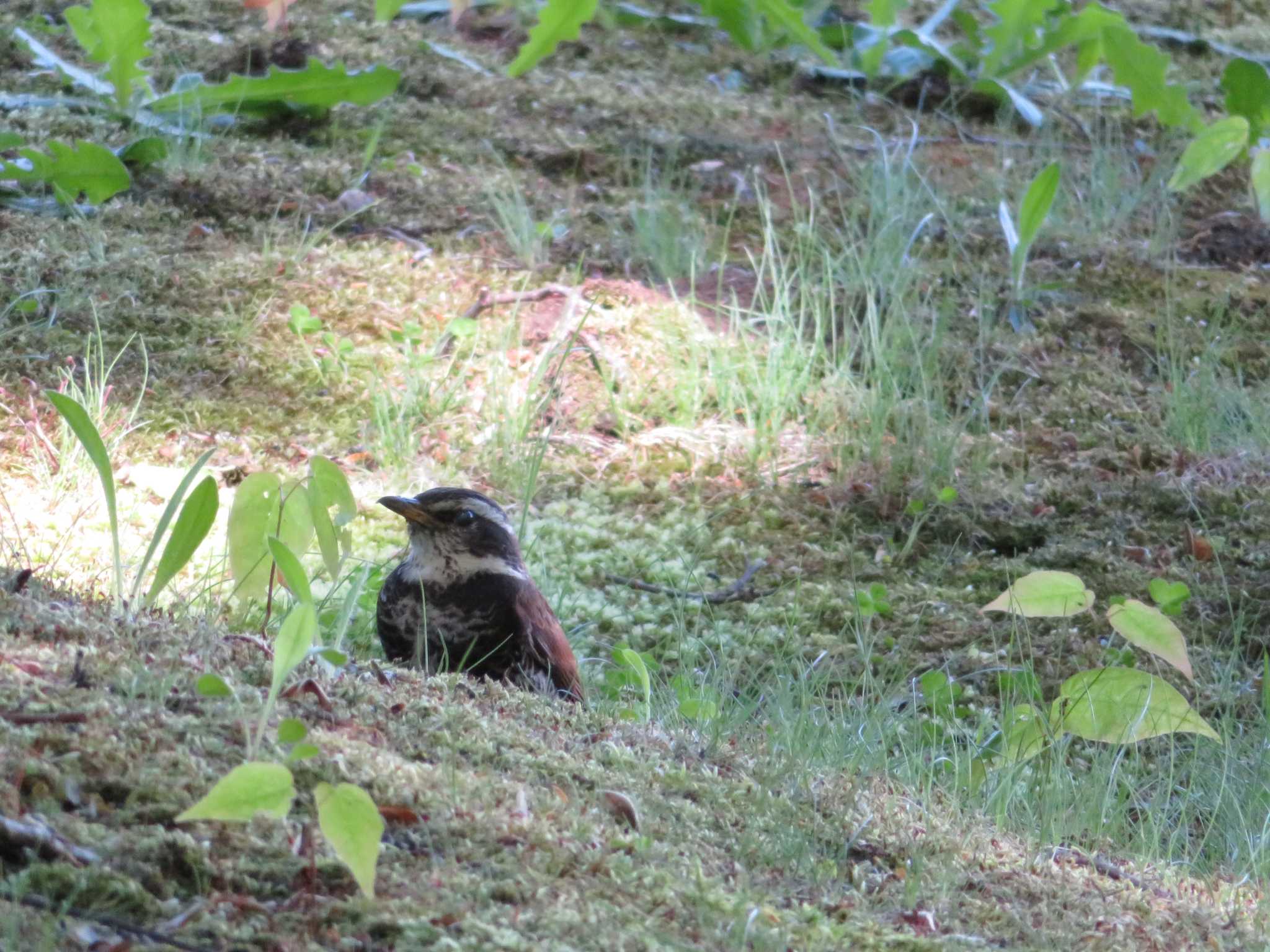 定山渓 ツグミの写真 by ゴト