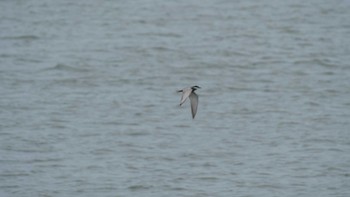 Whiskered Tern 淀川河川公園 Sat, 6/12/2021