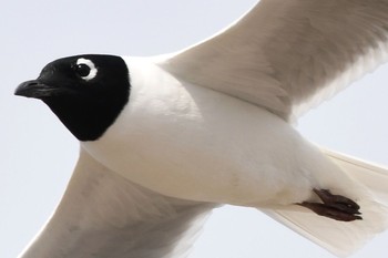 Saunders's Gull Fujimae Tidal Flat Sat, 3/18/2017