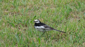 White Wagtail 淀川河川公園 Sat, 6/12/2021