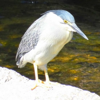 Striated Heron 淀川河川公園 Sat, 6/12/2021