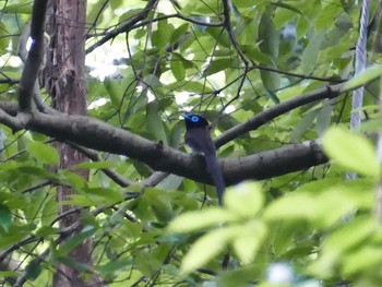 Black Paradise Flycatcher 埼玉 Sat, 6/12/2021