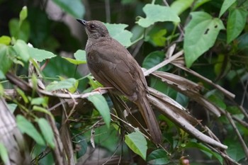 Olive-winged Bulbul Pasir Ris Park (Singapore) Sat, 6/12/2021