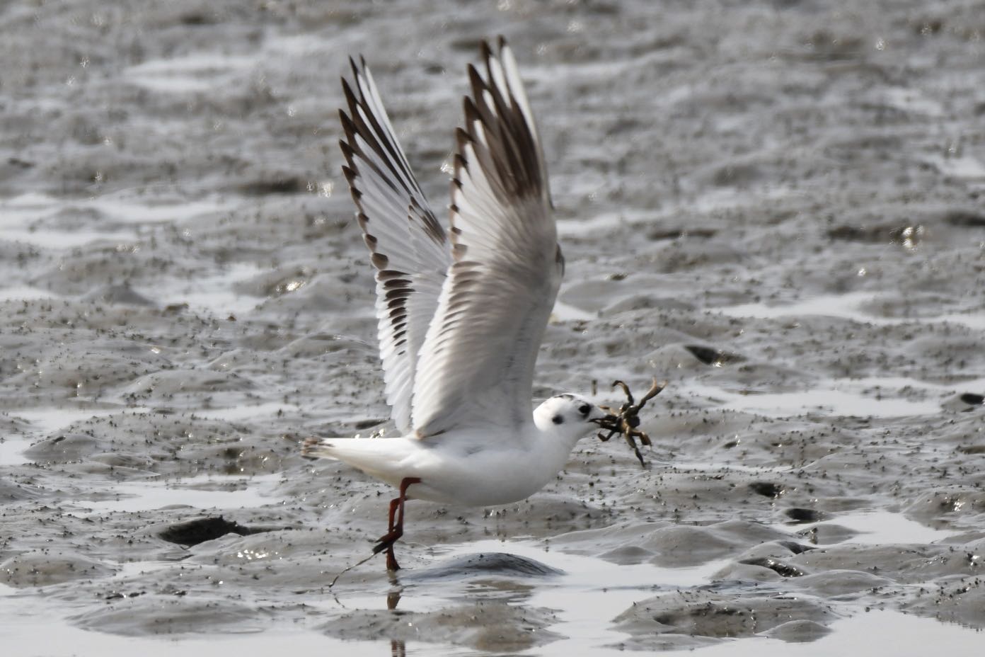 Photo of Saunders's Gull at Fujimae Tidal Flat