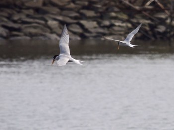 2021年6月11日(金) 葛西臨海公園の野鳥観察記録