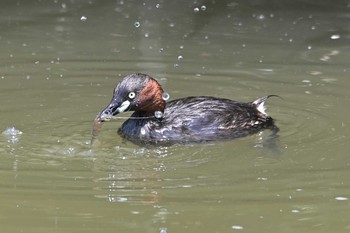 カイツブリ 伊佐沼 2021年6月10日(木)