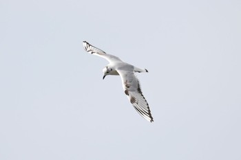 Saunders's Gull Fujimae Tidal Flat Sat, 3/18/2017