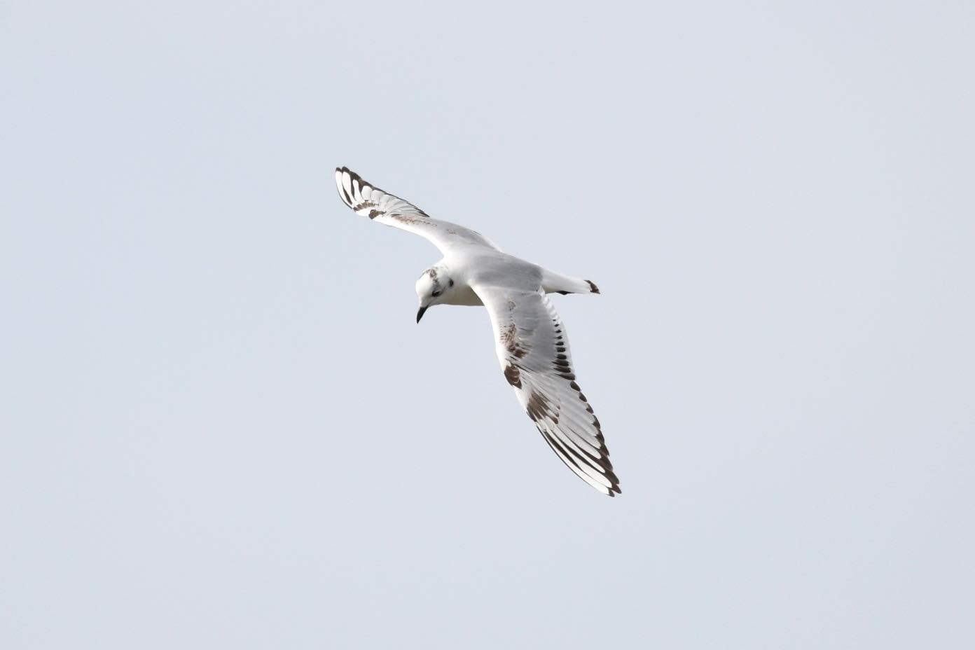 Photo of Saunders's Gull at Fujimae Tidal Flat