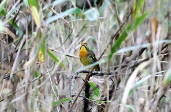 ソウシチョウ 柳沢峠 2021年6月12日(土)