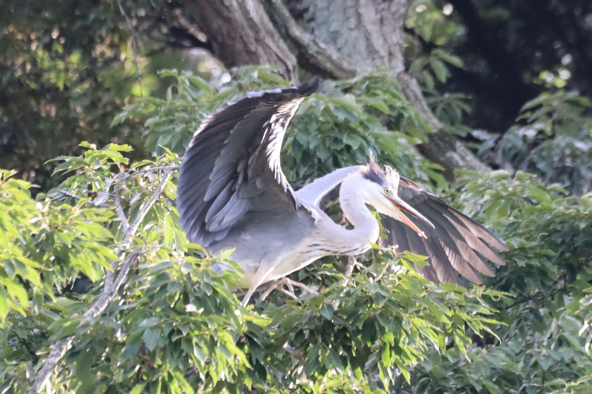 佐倉城趾公園 アオサギの写真 by まこぴー