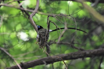 サンコウチョウ 鎌北湖 2021年6月12日(土)