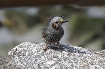 Brown-eared Bulbul Fujimae Tidal Flat Sat, 3/18/2017