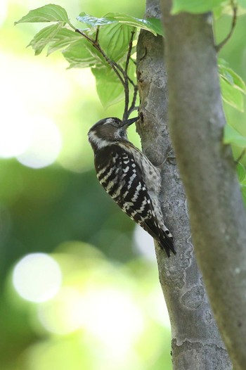 Japanese Pygmy Woodpecker 岡本梅林公園 Thu, 5/13/2021