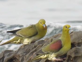 White-bellied Green Pigeon Terugasaki Beach Sun, 6/13/2021