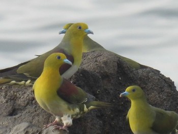 White-bellied Green Pigeon Terugasaki Beach Sun, 6/13/2021